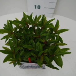 Rhododendron (Rhododendron 'Graziella') -Goedkope Tuin Sprankel Winkel graziella c2 boven