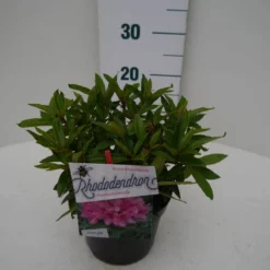 Rhododendron (Rhododendron 'Graziella') -Goedkope Tuin Sprankel Winkel graziella c2 zij