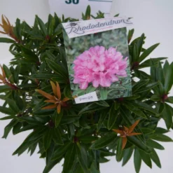 Rhododendron (Rhododendron 'Graziella') -Goedkope Tuin Sprankel Winkel graziella c5 boven