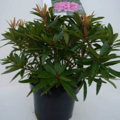 Rhododendron (Rhododendron 'Graziella') -Goedkope Tuin Sprankel Winkel graziella c5 voor