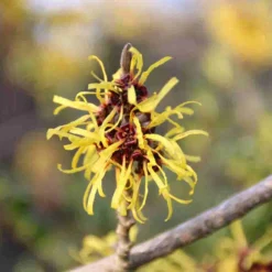Toverhazelaar (Hamamelis Mollis 'Pallida') -Goedkope Tuin Sprankel Winkel hamamelis mollis pallida