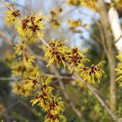 Toverhazelaar (Hamamelis Mollis 'Pallida') -Goedkope Tuin Sprankel Winkel hamamelis mollis pallida 3