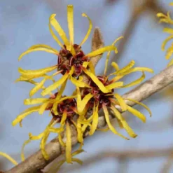 Toverhazelaar (Hamamelis Mollis 'Pallida') -Goedkope Tuin Sprankel Winkel hamamelis mollis pallida 4