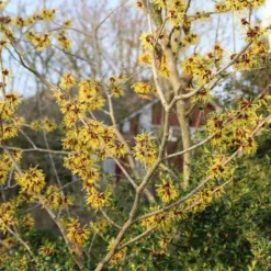 Toverhazelaar (Hamamelis Mollis 'Pallida') -Goedkope Tuin Sprankel Winkel hamamelis mollis pallida 6