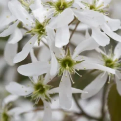 Dwerg Krentenboompje (Amelanchier Spicata)