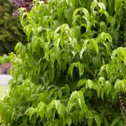 Zevenzonenboom (Heptacodium Miconioides) -Goedkope Tuin Sprankel Winkel heptacodiummiconoides02