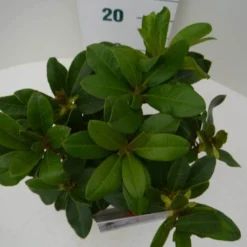 Rhododendron (Rhododendron 'Horizon Monarch') -Goedkope Tuin Sprankel Winkel hor. monarch c2 boven