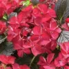 Hortensia (Hydrangea Black Diamonds Dark Angel) -Goedkope Tuin Sprankel Winkel hydrangea black diamonds dark angel 2