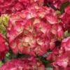 Hortensia (Hydrangea Black Diamonds Red Angel) -Goedkope Tuin Sprankel Winkel hydrangea black diamonds red angel 2