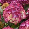 Hortensia (Hydrangea Black Diamonds Red Angel Purple) -Goedkope Tuin Sprankel Winkel hydrangea black diamonds red angel purple 2