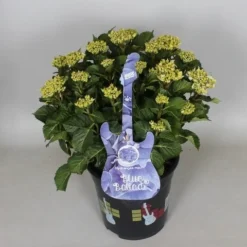 Hortensia Blue Ballad (Hydrangea 'Music Collection') -Goedkope Tuin Sprankel Winkel hydrangea blue ballad c5 3
