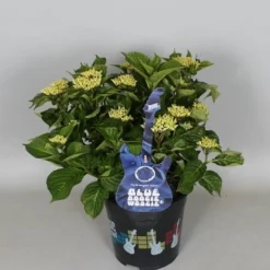 Hortensia Blue Boogiewoogie (Hydrangea 'Music Collection') -Goedkope Tuin Sprankel Winkel hydrangea blue boogiewoogie 3 1