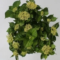 Hortensia Blue Boogiewoogie (Hydrangea 'Music Collection') -Goedkope Tuin Sprankel Winkel hydrangea blue boogiewoogie 4 1