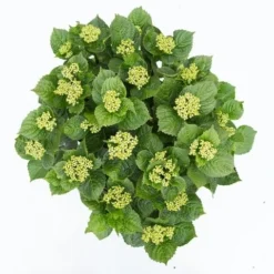 Hortensia Deep Purple Dance (Hydrangea 'Music Collection') -Goedkope Tuin Sprankel Winkel hydrangea deep purple dance c5 3