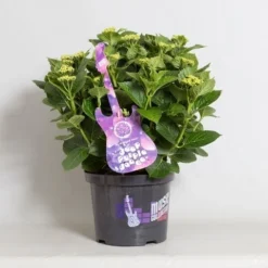 Hortensia Deep Purple Dance (Hydrangea 'Music Collection') -Goedkope Tuin Sprankel Winkel hydrangea deep purple dance c5 4