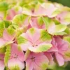 Hortensia (Hydrangea 'Magical Jewel Pink') -Goedkope Tuin Sprankel Winkel hydrangea macr magical amethyst pink kopie