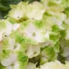 Hortensia (Hydrangea Magical Noblesse) -Goedkope Tuin Sprankel Winkel hydrangea macr magical noblesse kopie
