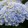 Hortensia (Hydrangea Magical Revolution Blue) -Goedkope Tuin Sprankel Winkel hydrangea macr magical revolution blue kopie
