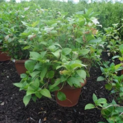 Hortensia (Hydrangea Macrophylla 'Soeur Therese') -Goedkope Tuin Sprankel Winkel hydrangea macrophylla soeur therese c50