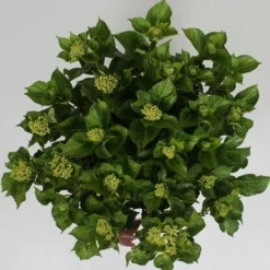 Hortensia Soft Pink Salsa (Hydrangea 'Music Collection') -Goedkope Tuin Sprankel Winkel hydrangea soft pink salsa c5 4