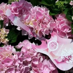 Hortensia Soft Pink Salsa (Hydrangea 'Music Collection') -Goedkope Tuin Sprankel Winkel hydrangeasoftpinksalsa01 1