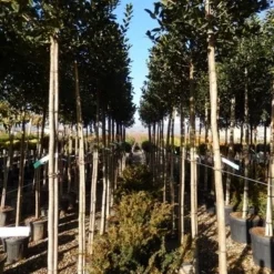 Hulst Als Boom (Ilex 'Nellie R. Stevens') -Goedkope Tuin Sprankel Winkel ilex a. nellie r. stevens 8 10 2