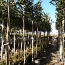 Hulst Als Boom (Ilex 'Nellie R. Stevens') -Goedkope Tuin Sprankel Winkel ilex a. nellie r. stevens 8 10 5