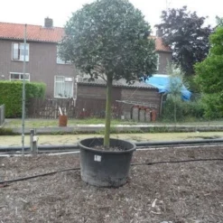 Hulst Op Stam (Ilex Aquifolium) -Goedkope Tuin Sprankel Winkel ilex aquifolium halfstam 30 35