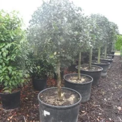 Hulst Op Stam (Ilex Aquifolium) -Goedkope Tuin Sprankel Winkel ilex aquifolium halfstam c130 150