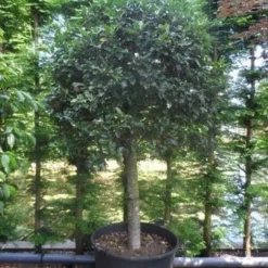 Hulst Op Stam (Ilex Aquifolium) -Goedkope Tuin Sprankel Winkel ilex aquifolium halfstam c200 extra