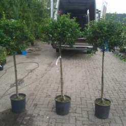 Hulst Op Stam (Ilex Aquifolium) -Goedkope Tuin Sprankel Winkel ilex aquifolium op stam