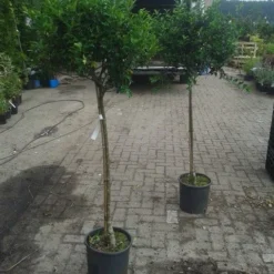 Hulst Op Stam (Ilex Aquifolium) -Goedkope Tuin Sprankel Winkel ilex aquifolium op stam 2