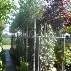 Hulst Als Boom (Ilex 'Nellie R. Stevens') -Goedkope Tuin Sprankel Winkel ilex nellie r. stevens 10 12ho cont
