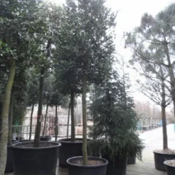 Hulst Als Boom (Ilex 'Nellie R. Stevens') -Goedkope Tuin Sprankel Winkel ilex nellie stevens