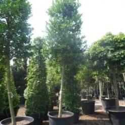 Hulst Als Boom (Ilex 'Nellie R. Stevens') -Goedkope Tuin Sprankel Winkel ilex nellie stevens 25 30ho c350