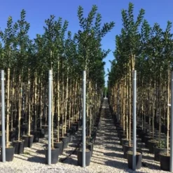 Hulst Als Boom (Ilex 'Nellie R. Stevens') -Goedkope Tuin Sprankel Winkel ilex nellie stevens 6 8