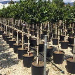 Hulst Op Stam (Ilex 'Nellie R Stevens') -Goedkope Tuin Sprankel Winkel ilexrstevens03