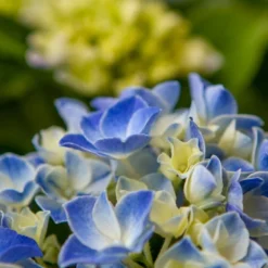 Hortensia Blue Ballad (Hydrangea 'Music Collection') -Goedkope Tuin Sprankel Winkel img 1365