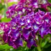 Hortensia Paars (Hydrangea 'Forever&Ever') -Goedkope Tuin Sprankel Winkel img 1427