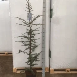 Atlasceder (Cedrus Libani 'Glauca') -Goedkope Tuin Sprankel Winkel img 1753