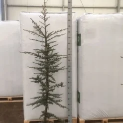Atlasceder (Cedrus Libani 'Glauca') -Goedkope Tuin Sprankel Winkel img 1754