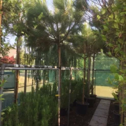 Parasolden (Pinus Pinea) -Goedkope Tuin Sprankel Winkel img 8351