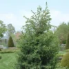 Jeneverbes (Juniperus Communis 'Hibernica') -Goedkope Tuin Sprankel Winkel juchiber 7