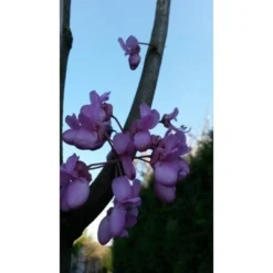 Judasboom Als Struik (Cercis Siliquastrum) -Goedkope Tuin Sprankel Winkel judasboom cercis siliquastrum 153 8b9