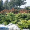 Jeneverbes (Juniperus Media 'Pfitzeriana Aurea') -Goedkope Tuin Sprankel Winkel jumpaure 4