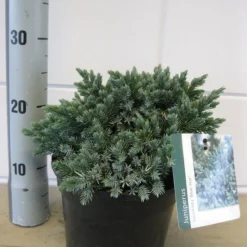 Jeneverbes (Juniperus Squamata 'Blue Star') -Goedkope Tuin Sprankel Winkel juniperus blue star c3 november