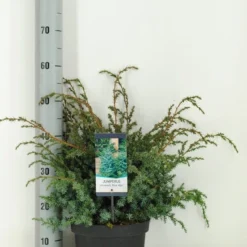 Jeneverbes (Juniperus Chinensis 'Blue Alps') -Goedkope Tuin Sprankel Winkel juniperus chinensis blue alps c5 m
