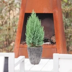 Jeneverbes (Juniperus Chinensis 'Stricta') -Goedkope Tuin Sprankel Winkel juniperus chinensis stricta