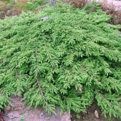 Jeneverbes (Juniperus Communis 'Green Carpet') -Goedkope Tuin Sprankel Winkel juniperus communis green carpet