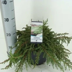 Jeneverbes (Juniperus Communis 'Green Carpet') -Goedkope Tuin Sprankel Winkel juniperus communis green carpet c3 m 1